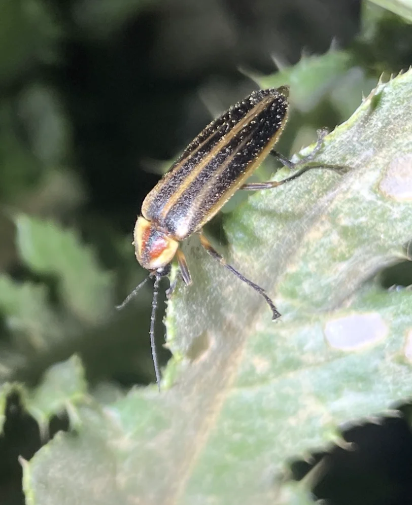 A male Photuris firefly perched on a thistle leaf, its dark striped elytra dusted with pale thistle pollen.