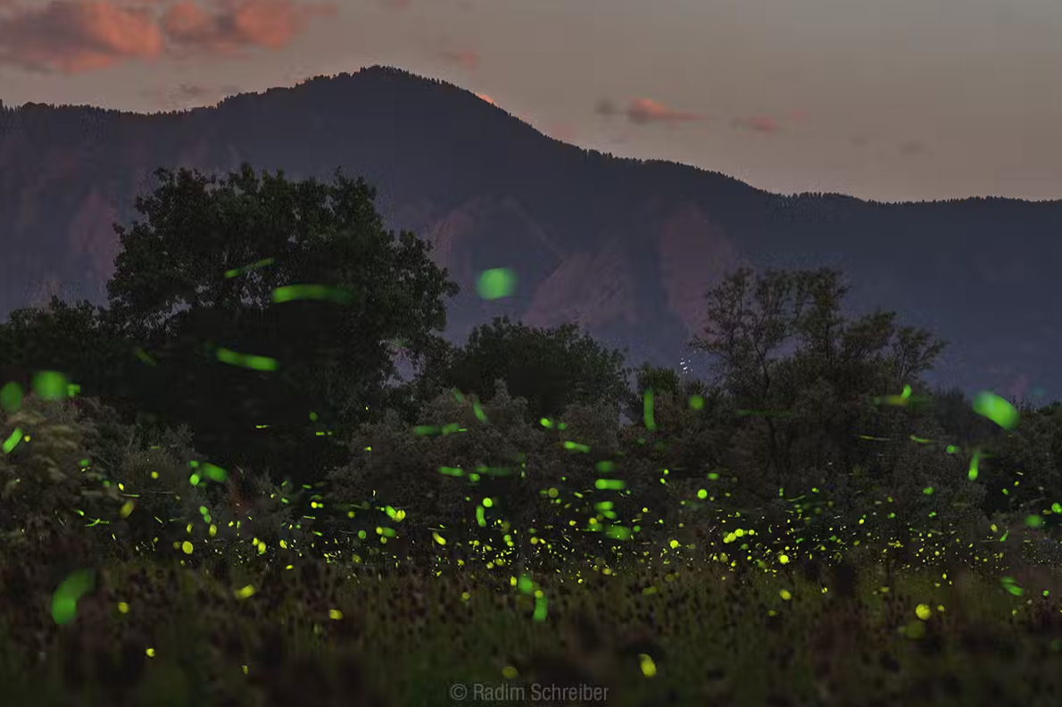 Fleeting Fireflies - The Conversation