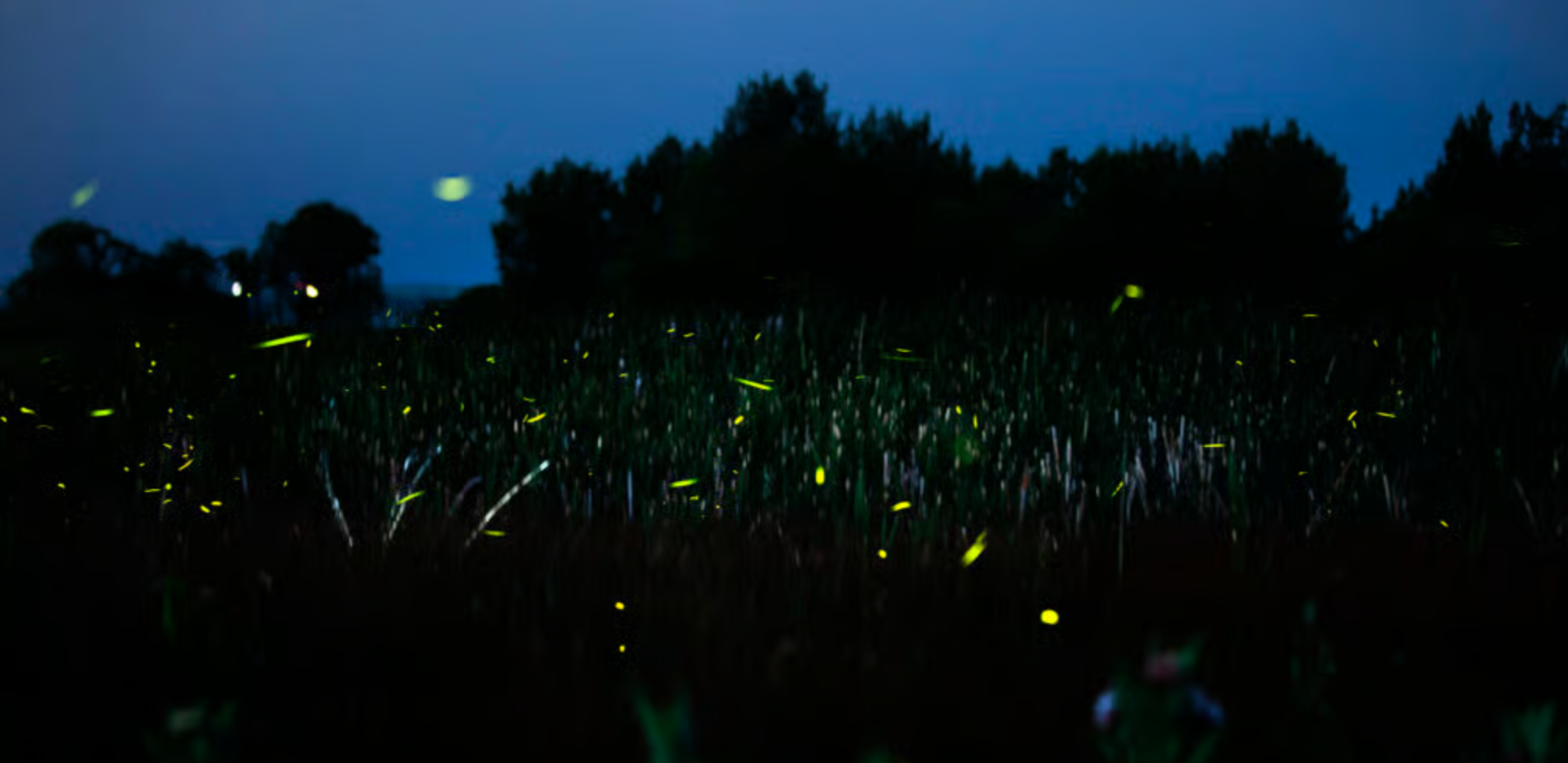 CU Firefly Blinking Research - CPR