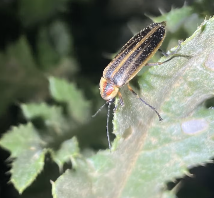 Searching Colorado’s Little-Known Fireflies - CU Today