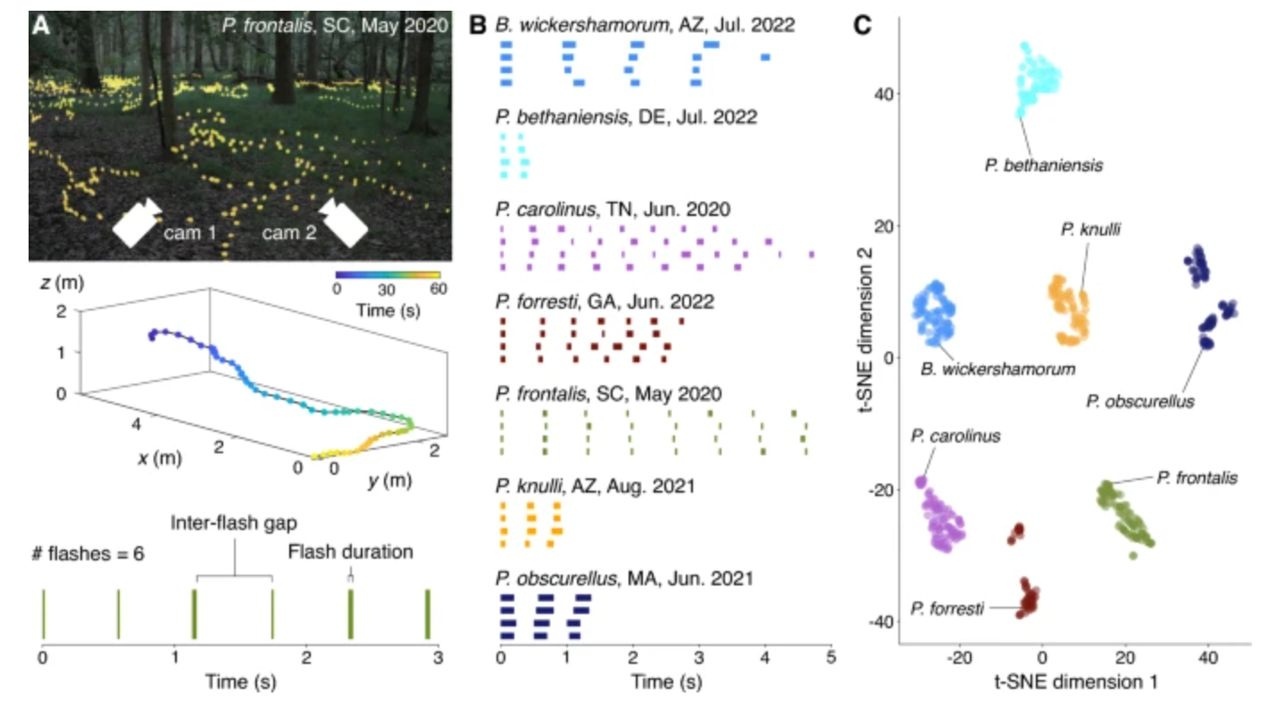 Embracing firefly flash pattern variability