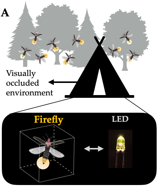 Synchronization dynamics experiments